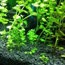 Aquarium Plants Bonsai Grass Water Aquatic Plant 500 PCS Seeds Aquarium Plants Bonsai Grass Water Aquatic Plant 500 PCS Seeds