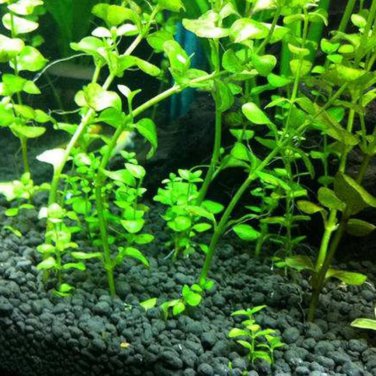Aquarium Plants Bonsai Grass Water Aquatic Plant 500 PCS Seeds