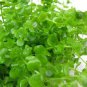 Aquarium Plants Bonsai Grass Water Aquatic Plant 500 PCS Seeds