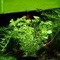 Aquarium Plants Bonsai Grass Water Aquatic Plant 500 PCS Seeds