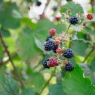 Black Raspberry Rubus Bush Fruit 50 PCS Seeds