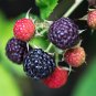 Black Raspberry Rubus Bush Fruit 50 PCS Seeds