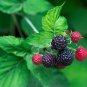 Black Raspberry Rubus Bush Fruit 50 PCS Seeds