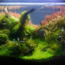 Aquarium Plants 1000 PCS Seeds Aquarium Plants 1000 PCS Seeds