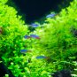 Aquarium Plants 1000 PCS Seeds