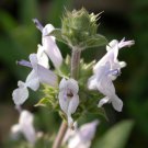 Black Sage 100 PCS Seeds Black Sage 100 PCS Seeds