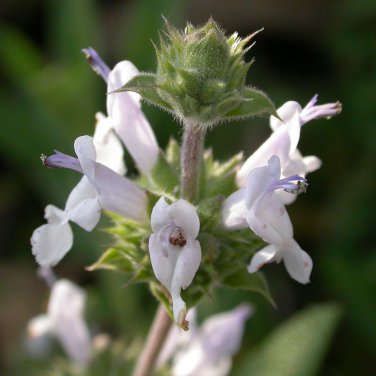 Black Sage 100 PCS Seeds