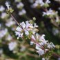 Black Sage 100 PCS Seeds