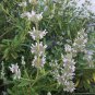 Black Sage 100 PCS Seeds