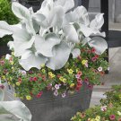 Angel Wings Plant 100 PCS Seeds