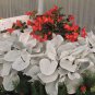 Angel Wings Plant 100 PCS Seeds