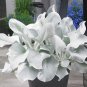 Angel Wings Plant 100 PCS Seeds
