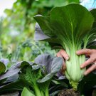 Black Star Pak Choi 10 PCS Seeds
