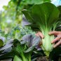 Black Star Pak Choi 10 PCS Seeds