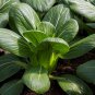 Black Star Pak Choi 10 PCS Seeds