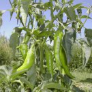 Chili Pepper F1 1000 PCS Seeds