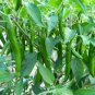 Chili Pepper F1 1000 PCS Seeds