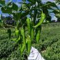 Chili Pepper F1 1000 PCS Seeds