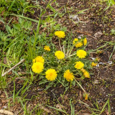 Black Medic Bright Yellow Flowers 100 PCS Seeds