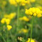 Black Medic Bright Yellow Flowers 100 PCS Seeds