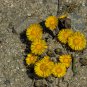 Black Medic Bright Yellow Flowers 100 PCS Seeds