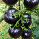 Black Pearl Tomato 200 PCS Seeds