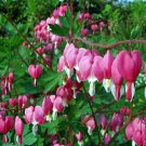 Bleeding Heart 20 PCS Seeds