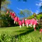 Bleeding Heart 20 PCS Seeds