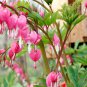 Bleeding Heart 20 PCS Seeds