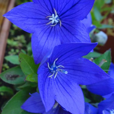 Blue Ballon Flower 500 PCS Seeds