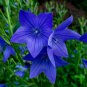 Blue Ballon Flower 500 PCS Seeds