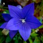 Blue Ballon Flower 500 PCS Seeds