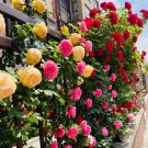 Trepadora Roses Colorful Climbing Shrub Flowers 100 PCS Seeds