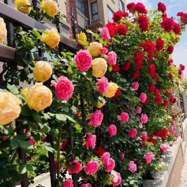 Trepadora Roses Colorful Climbing Shrub Flowers 100 PCS Seeds