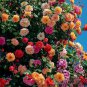 Trepadora Roses Colorful Climbing Shrub Flowers 100 PCS Seeds