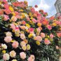 Trepadora Roses Colorful Climbing Shrub Flowers 100 PCS Seeds