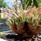 Avonia Quinaria 5 PCS Seeds