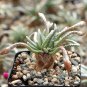 Avonia Quinaria 5 PCS Seeds
