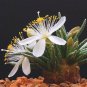 Avonia Quinaria 5 PCS Seeds