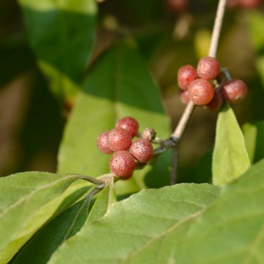 Autumn Olive Plant 100 PCS Seeds
