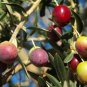Autumn Olive Plant 100 PCS Seeds