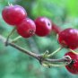 Autumn Olive Plant 100 PCS Seeds