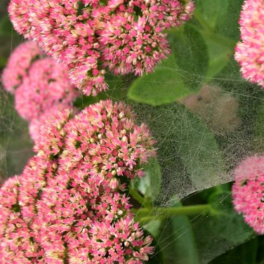 Autumn Joy Sedum 100 PCS Seeds
