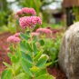 Autumn Joy Sedum 100 PCS Seeds