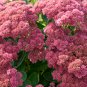 Autumn Joy Sedum 100 PCS Seeds