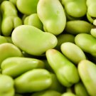 Broad Windsor Fava Bean 200 PCS Seeds