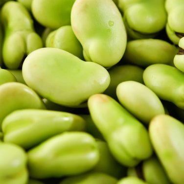 Broad Windsor Fava Bean 200 PCS Seeds