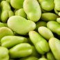 Broad Windsor Fava Bean 200 PCS Seeds