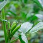 Broad Windsor Fava Bean 200 PCS Seeds