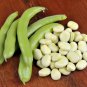 Broad Windsor Fava Bean 200 PCS Seeds